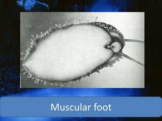 Muscular foot
 
