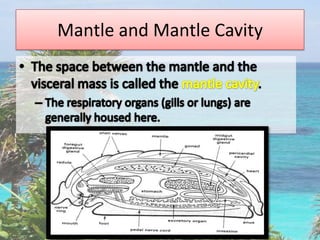 Mantle and Mantle Cavity
 