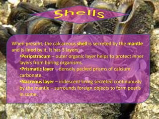 When present, the calcareous shell is secreted by the mantle
and is lined by it. It has 3 layers:
   •Periostracum – outer organic layer helps to protect inner
   layers from boring organisms.
   •Prismatic layer – densely packed prisms of calcium
   carbonate.
   •Nacreous layer – iridescent lining secreted continuously
   by the mantle – surrounds foreign objects to form pearls
   in some.
 