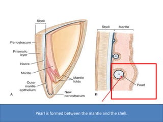 Pearl is formed between the mantle and the shell.
 