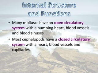 • Many molluscs have an open circulatory
  system with a pumping heart, blood vessels
  and blood sinuses.
• Most cephalopods have a closed circulatory
  system with a heart, blood vessels and
  capillaries.
 