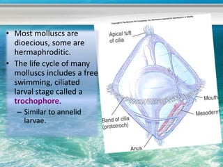 • Most molluscs are
  dioecious, some are
  hermaphroditic.
• The life cycle of many
  molluscs includes a free
  swimming, ciliated
  larval stage called a
  trochophore.
   – Similar to annelid
     larvae.
 