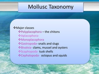 Mollusc Taxonomy


Major classes
  Polyplacophora – the chitons
  Aplacophora-
  Monoplacophora
  Gastropoda- snails and slugs
  Bivalvia- clams, mussel and oysters
  Scaphopoda- tusk shells
  Cephalopoda- octopus and squids
 