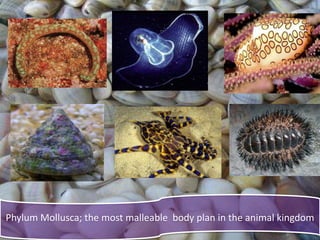 Phylum Mollusca; the most malleable body plan in the animal kingdom
 