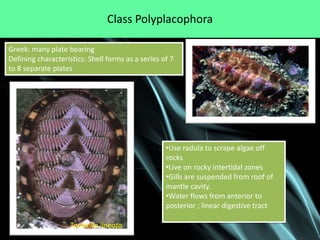 Class Polyplacophora

Greek: many plate bearing
Defining characteristics: Shell forms as a series of 7
to 8 separate plates




                                                   •Use radula to scrape algae off
                                                   rocks
                                                   •Live on rocky intertidal zones
                                                   •Gills are suspended from roof of
                                                   mantle cavity.
                                                   •Water flows from anterior to
                                                   posterior ; linear digestive tract

                    Tonicella lineata
 