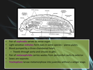 • Pair of osphradia serves as sense organ.
• Light sensitive esthetes form eyes in some species – pierce plates.
• Blood pumped by a three-chambered heart.
   – Travels through aorta and sinuses to gills.
• Pair of metanephridia carries wastes from pericardial cavity to exterior.
• Sexes are separate.
• Trochophore larvae metamorphose into juveniles without a veliger stage.
 