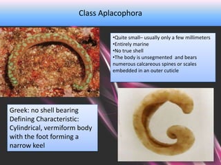 Class Aplacophora

                               •Quite small– usually only a few millimeters
                               •Entirely marine
                               •No true shell
                               •The body is unsegmented and bears
                               numerous calcareous spines or scales
                               embedded in an outer cuticle




Greek: no shell bearing
Defining Characteristic:
Cylindrical, vermiform body
with the foot forming a
narrow keel
 