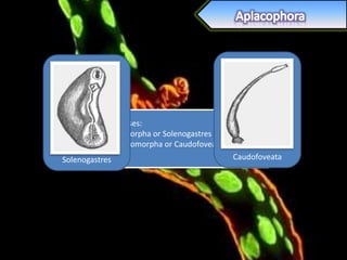 Two subclasses:
      Neomeniomorpha or Solenogastres
      Chaetodermomorpha or Caudofoveata
Solenogastres                             Caudofoveata
 