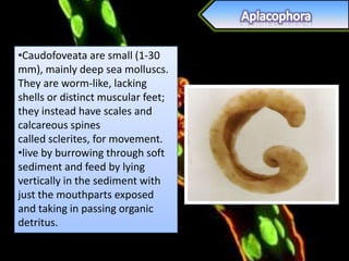 •Caudofoveata are small (1-30
mm), mainly deep sea molluscs.
They are worm-like, lacking
shells or distinct muscular feet;
they instead have scales and
calcareous spines
called sclerites, for movement.
•live by burrowing through soft
sediment and feed by lying
vertically in the sediment with
just the mouthparts exposed
and taking in passing organic
detritus.
 