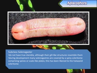 Subclass Solenogaster
•do not have true ctenidia, although their gill-like structures resemble them
•during development many solenogastres are covered by a spiny scleritome
comprising spines or scale-like plates; this has been likened to the halwaxiid
scleritome
 