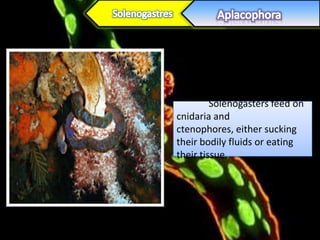 Solenogasters feed on
cnidaria and
ctenophores, either sucking
their bodily fluids or eating
their tissue.
 