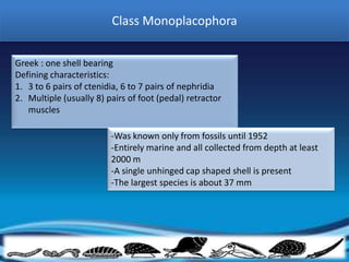 Class Monoplacophora


Greek : one shell bearing
Defining characteristics:
1. 3 to 6 pairs of ctenidia, 6 to 7 pairs of nephridia
2. Multiple (usually 8) pairs of foot (pedal) retractor
   muscles

                         -Was known only from fossils until 1952
                         -Entirely marine and all collected from depth at least
                         2000 m
                         -A single unhinged cap shaped shell is present
                         -The largest species is about 37 mm
 