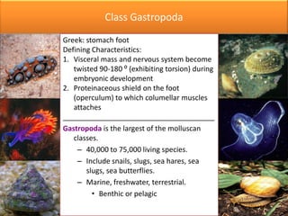 Class Gastropoda
Greek: stomach foot
Defining Characteristics:
1. Visceral mass and nervous system become
   twisted 90-180 ⁰ (exhibiting torsion) during
   embryonic development
2. Proteinaceous shield on the foot
   (operculum) to which columellar muscles
   attaches
______________________________________
Gastropoda is the largest of the molluscan
   classes.
    – 40,000 to 75,000 living species.
    – Include snails, slugs, sea hares, sea
       slugs, sea butterflies.
    – Marine, freshwater, terrestrial.
         • Benthic or pelagic
 