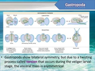 • Gastropods show bilateral symmetry, but due to a twisting
  process called torsion that occurs during the veliger larval
  stage, the visceral mass is asymmetrical.
 
