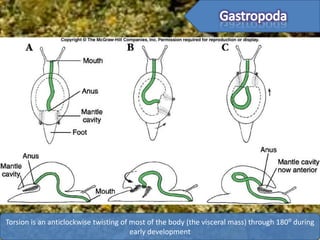 Torsion is an anticlockwise twisting of most of the body (the visceral mass) through 180⁰ during
                                        early development
 