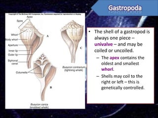 • The shell of a gastropod is
  always one piece –
  univalve – and may be
  coiled or uncoiled.
   – The apex contains the
     oldest and smallest
     whorl.
   – Shells may coil to the
     right or left – this is
     genetically controlled.
 