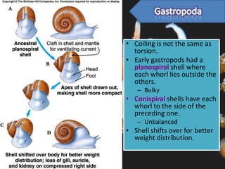• Coiling is not the same as
  torsion.
• Early gastropods had a
  planospiral shell where
  each whorl lies outside the
  others.
   – Bulky
• Conispiral shells have each
  whorl to the side of the
  preceding one.
   – Unbalanced
• Shell shifts over for better
  weight distribution.
 