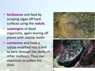 • herbivores and feed by
  scraping algae off hard
  surfaces using the radula.
• scavengers of dead
  organisms, again tearing off
  pieces with radular teeth.
• carnivores and have a
  radula modified into a drill
  to bore through the shells of
  other molluscs. They use
  chemicals to soften the
  shell.
 