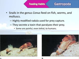 • Snails in the genus Conus feed on fish, worms, and
  molluscs.
   – Highly modified radula used for prey capture.
   – They secrete a toxin that paralyzes their prey.
      • Some are painful, even lethal, to humans.
 