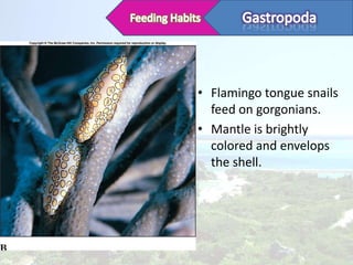 • Flamingo tongue snails
  feed on gorgonians.
• Mantle is brightly
  colored and envelops
  the shell.
 