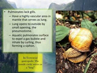 • Pulmonates lack gills.
   – Have a highly vascular area in
     mantle that serves as lung.
   – Lung opens to outside by
     small opening, the
     pneumostome.
   – Aquatic pulmonates surface
     to expel a gas bubble and
     inhale by curling, thus
     forming a siphon.


             In Terrestrial
            gastropods: The
          mantle cavity serves as
                a “lung”
 