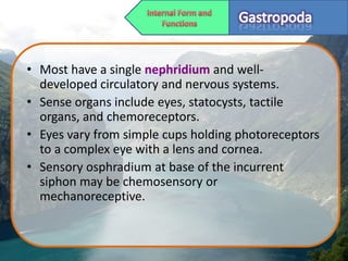 • Most have a single nephridium and well-
  developed circulatory and nervous systems.
• Sense organs include eyes, statocysts, tactile
  organs, and chemoreceptors.
• Eyes vary from simple cups holding photoreceptors
  to a complex eye with a lens and cornea.
• Sensory osphradium at base of the incurrent
  siphon may be chemosensory or
  mechanoreceptive.
 