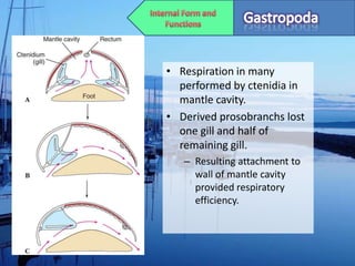 • Respiration in many
  performed by ctenidia in
  mantle cavity.
• Derived prosobranchs lost
  one gill and half of
  remaining gill.
   – Resulting attachment to
     wall of mantle cavity
     provided respiratory
     efficiency.
 