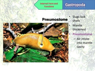 • Slugs lack
Pneumostome shells
           • Mantle
             thickened
           • Pneumostome
              – Air intake
                into mantle
                cavity
 