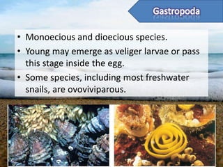 • Monoecious and dioecious species.
• Young may emerge as veliger larvae or pass
  this stage inside the egg.
• Some species, including most freshwater
  snails, are ovoviviparous.
 
