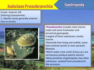 Greek: Anterior Gill
Defining Characteristic:
1. Mantle Cavity generally anterior
due to torsion

                                      •Prosobranchia includes most marine
                                      snails and some freshwater and
                                      terrestrial gastropods.
                                      •Largest of three subclasses; mostly
                                      marine
                                      •Generally free-living and mobile; some
                                      have evolved sessile or even parasitic
                                      lifestyles
                                      •Warm water cone snails (Conus sp.) are
                                      carnivorous produce potent venoms
                                      •Most primitive of gastropods; two other
                                      subclasses evolved from prosobranch
                                      like ancestors
 