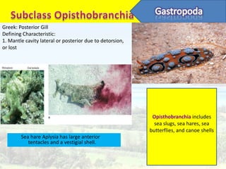 Greek: Posterior Gill
Defining Characteristic:
1. Mantle cavity lateral or posterior due to detorsion,
or lost




                                                           Opisthobranchia includes
                                                            sea slugs, sea hares, sea
                                                          butterflies, and canoe shells
        Sea hare Aplysia has large anterior
           tentacles and a vestigial shell.
 