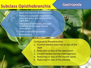 – Most are marine, shallow-water.
– Partial to complete detorsion -
  anus and gill(s) are displaced to
  right side.
– Two pairs of tentacles, one pair
  modified to increase chemo-
  absorption.
– Shell is reduced or absent.
– Monoecious

                Compared to Prosobranchia:
                1. A trend toward reduction or loss of the
                   shell
                2. Reduction or loss of the operculum
                3. Limited torsion during embryogenesis
                4. Reduction or loss of the mantle cavity
                5. Reduction or loss of the ctenidia
 