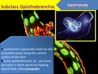 Locomotion is generally made by cilia
and pedal waves along the ventral
surface of the foot
  Some opisthobranchs, ex. sea hares,
can swim in short spurts by flapping
lateral folds called parapodia
 