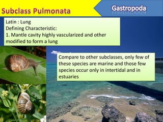 Latin : Lung
Defining Characteristic:
1. Mantle cavity highly vascularized and other
modified to form a lung

                        Compare to other subclasses, only few of
                        these species are marine and those few
                        species occur only in intertidal and in
                        estuaries
 