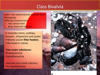 Class Bivalvia
Latin: Two valved [Greek: hatched foot]
Pelecypoda
Defining Characteristics:
1. Two valved shell
2. Body flattened laterally

-Includes clams, scallops,
mussels , shipworms and oyster
Mostly sessile filter feeders.
No head or radula.

 Two major subclasses:
•Protobranchia
•Lamellibranchia

-and one very small subclass;
The Septibranchia
 