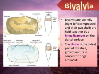 • Bivalves are laterally
  (right-left) compressed
  and their two shells are
  held together by a
  hinge ligament on the
  dorsal surface.
• The Umbo is the oldest
  part of the shell,
  growth occurs in
  concentric rings
  around it.
 