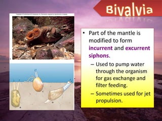 • Part of the mantle is
  modified to form
  incurrent and excurrent
  siphons.
  – Used to pump water
    through the organism
    for gas exchange and
    filter feeding.
  – Sometimes used for jet
    propulsion.
 