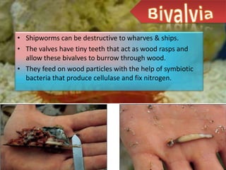 • Shipworms can be destructive to wharves & ships.
• The valves have tiny teeth that act as wood rasps and
  allow these bivalves to burrow through wood.
• They feed on wood particles with the help of symbiotic
  bacteria that produce cellulase and fix nitrogen.
 