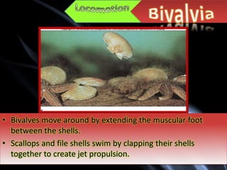 • Bivalves move around by extending the muscular foot
  between the shells.
• Scallops and file shells swim by clapping their shells
  together to create jet propulsion.
 