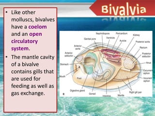 • Like other
  molluscs, bivalves
  have a coelom
  and an open
  circulatory
  system.
• The mantle cavity
  of a bivalve
  contains gills that
  are used for
  feeding as well as
  gas exchange.
 