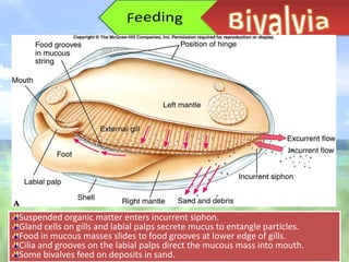 Suspended organic matter enters incurrent siphon.
Gland cells on gills and labial palps secrete mucus to entangle particles.
Food in mucous masses slides to food grooves at lower edge of gills.
Cilia and grooves on the labial palps direct the mucous mass into mouth.
Some bivalves feed on deposits in sand.
 