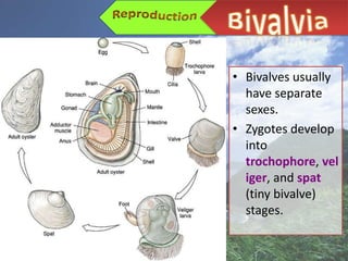• Bivalves usually
  have separate
  sexes.
• Zygotes develop
  into
  trochophore, vel
  iger, and spat
  (tiny bivalve)
  stages.
 