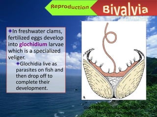 In freshwater clams,
fertilized eggs develop
into glochidium larvae
which is a specialized
veliger.
     Glochidia live as
   parasites on fish and
   then drop off to
   complete their
   development.


                           Glochidia – Unique Larval Stage of
                                  Freshwater Bivalves
 