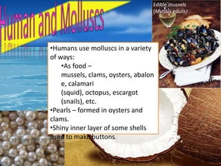 Edible mussels
                                  (Mytilus edulis)




•Humans use molluscs in a variety
of ways:
    •As food –
    mussels, clams, oysters, abalon
    e, calamari
    (squid), octopus, escargot
    (snails), etc.
•Pearls – formed in oysters and
clams.
•Shiny inner layer of some shells
used to make buttons.
 