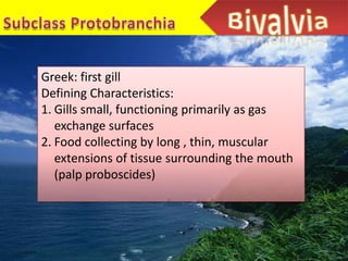 Greek: first gill
Defining Characteristics:
1. Gills small, functioning primarily as gas
   exchange surfaces
2. Food collecting by long , thin, muscular
   extensions of tissue surrounding the mouth
   (palp proboscides)
 