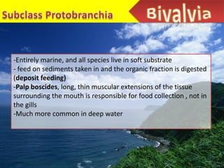 -Entirely marine, and all species live in soft substrate
- feed on sediments taken in and the organic fraction is digested
(deposit feeding)
-Palp boscides, long, thin muscular extensions of the tissue
surrounding the mouth is responsible for food collection , not in
the gills
-Much more common in deep water
 