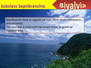 Septibranchs feed as organic vacuum (suck small crustaceans
and annelids).
The stomach is lined with hardened chitin, to grind up
ingested food.
 