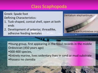 Class Scaphopoda
Greek: Spade foot
Defining Characteristics:
1. Tusk-shaped, conical shell, open at both
   ends
2. Development of anterior, threadlike,
   adhesive feeding tentales


   Young group, first appearing in the fossil records in the middle
   Ordovician (450 years ago)
   300-400 species,
   Entirely marine, lives sedentary lives in sand or mud substrate
   Possess no ctenidia
 