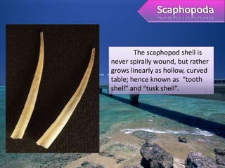 The scaphopod shell is
never spirally wound, but rather
grows linearly as hollow, curved
table; hence known as “tooth
shell” and “tusk shell”.
 