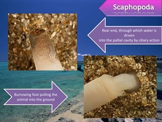 Rear end, through which water is
                                              driven
                             into the pallial cavity by ciliary action




Burrowing foot pulling the
 animal into the ground
 